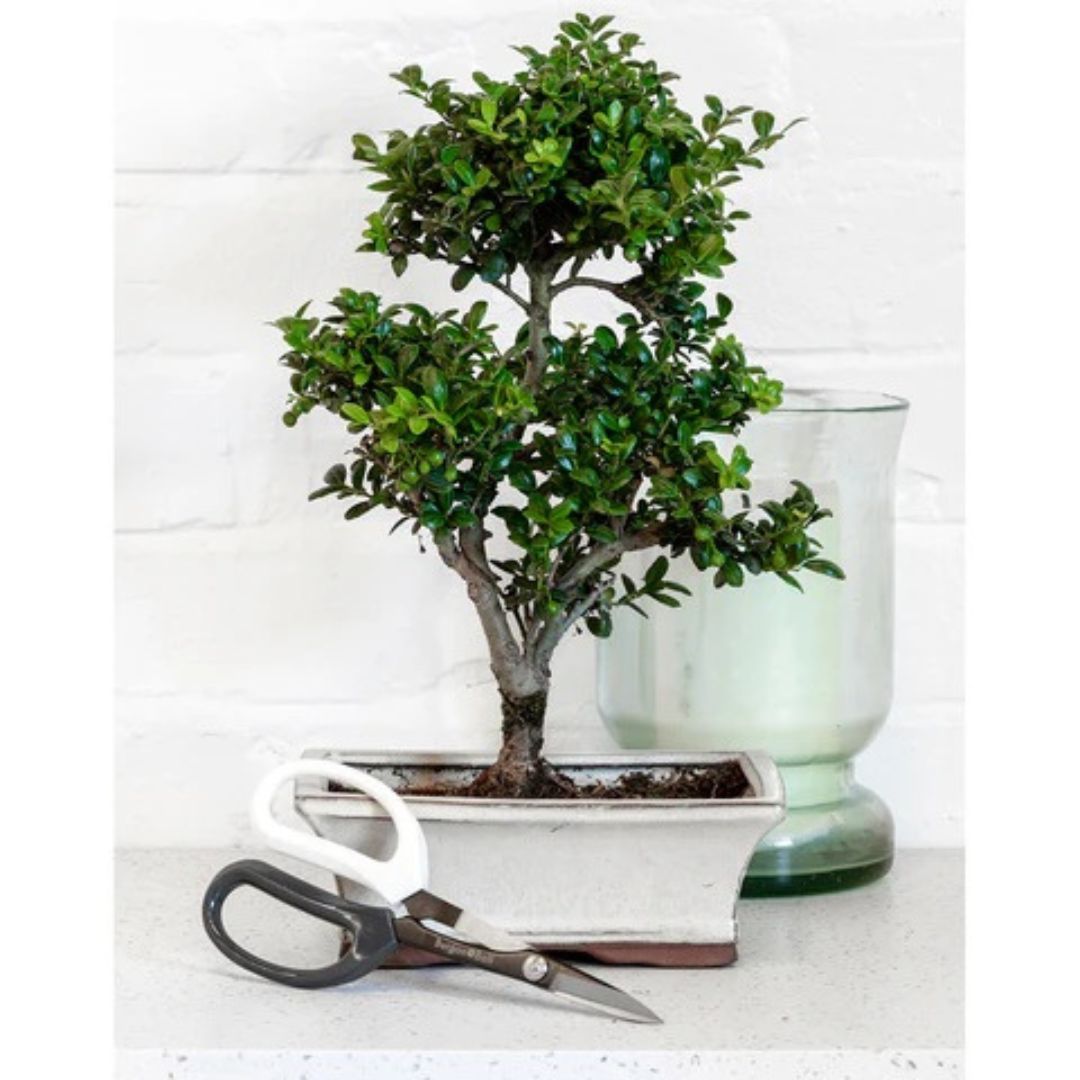 Japanese Pruning Scissors – Burgon & Ball